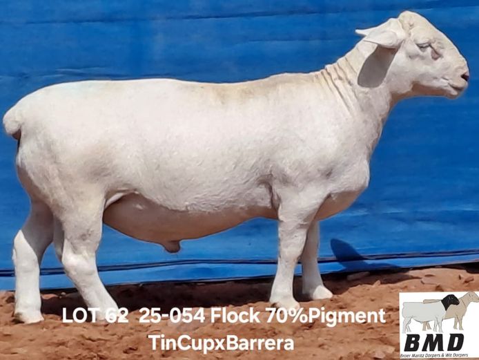 25-054 | BROER MARITZ DORPERS