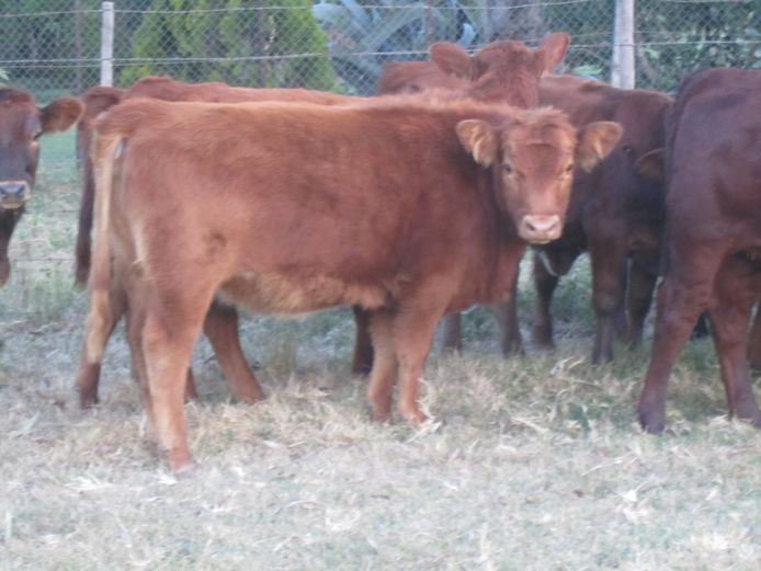 Weaners | CG Sheard