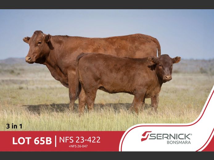 NFS 230422 | SERNICK BONSMARA STOET