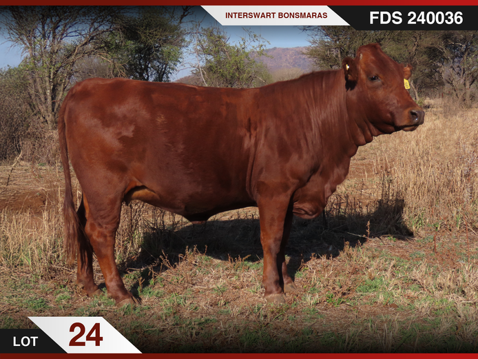FDS 240036 | INTERSWART INGDIENSTE EDMS BPK
