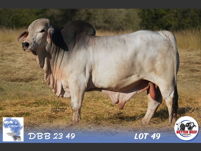 DBB2349 | DENT PM