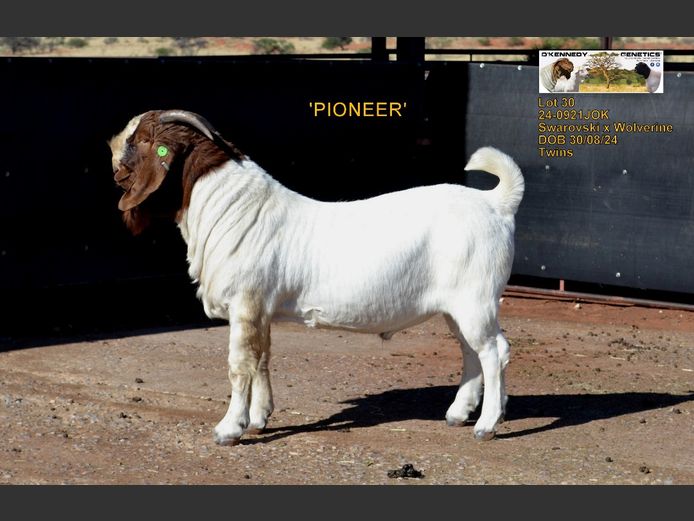 24-0921JOK | O'KENNEDY GENETICS