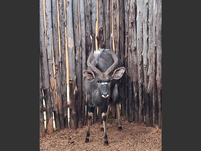 NYALA 27 ½” | JACO DE KOK