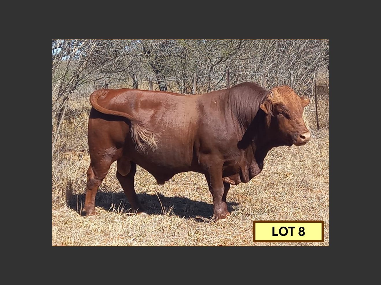 Lot 8 BRISTOW BONSMARA 52ND ANNUAL PRODUCTION SALE SwiftVEE