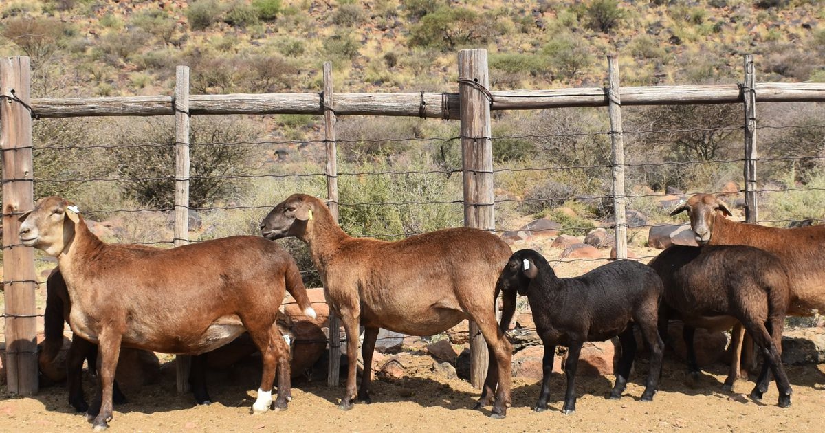 Lot 71 B | KALAHARI KAROO MEATMASTER 35STE PRODUKSIEVEILING | SwiftVEE ...