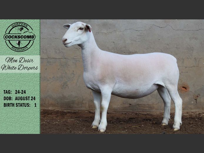 24-24 | Mon Desir White Dorpers