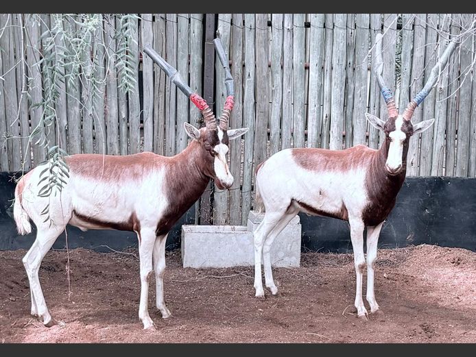 Saalrug Blesbok Ram