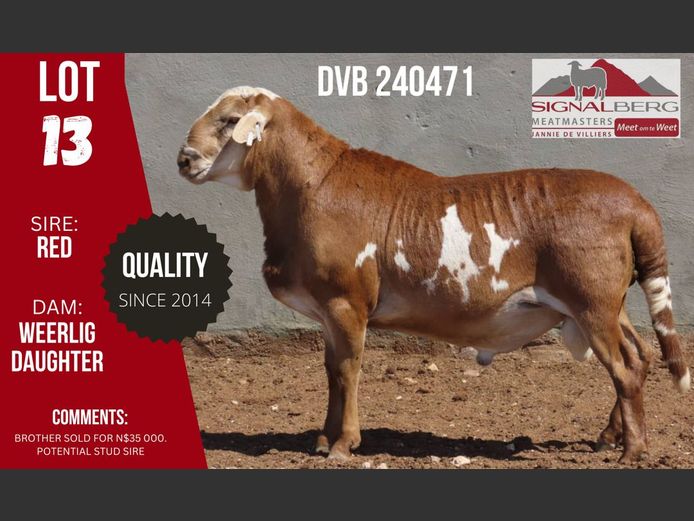 Lot 13 | SIGNALBERG MEATMASTERS 12TH MEATMASTER RAM AUCTION | SwiftVEE ...