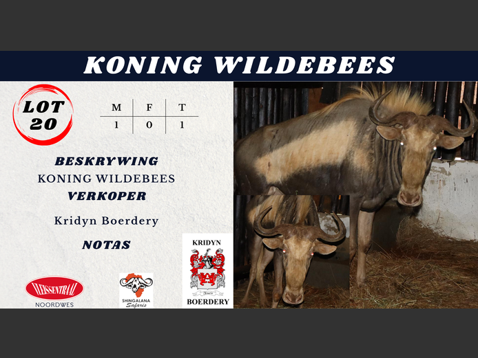 KONING WILDEBEES