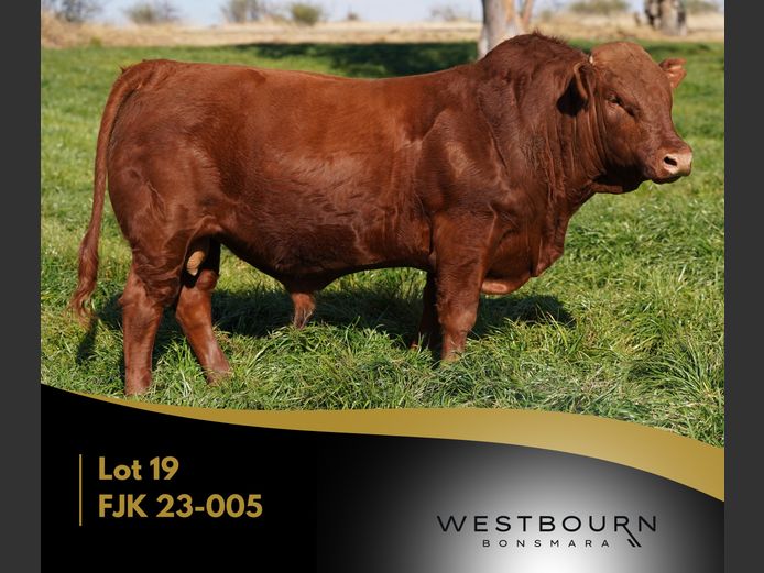 FJK 230005 | WESTBOURN BONSMARAS
