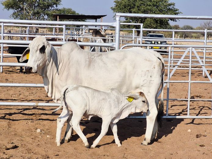 16-0025DNC | DANECO BRAHMAN STOET