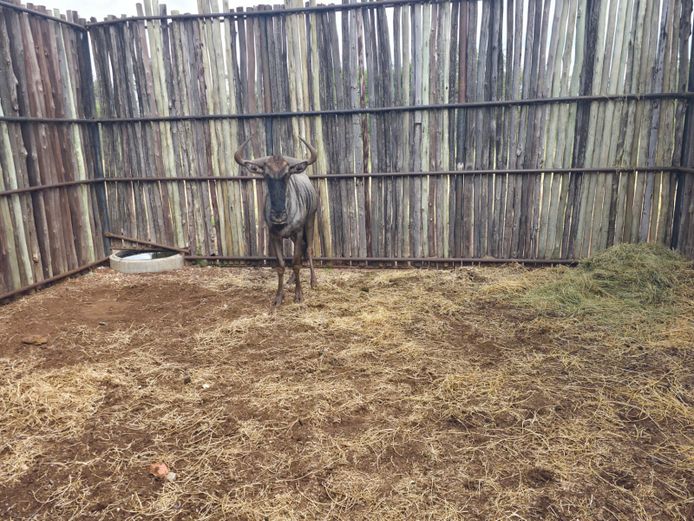 BLOUWILDEBEES | HANLEY