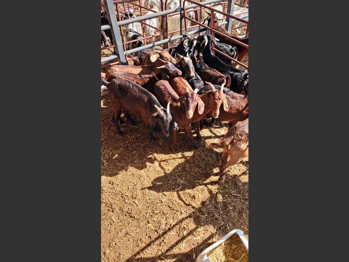 BOERBOK | NAZARDI BOERDERY