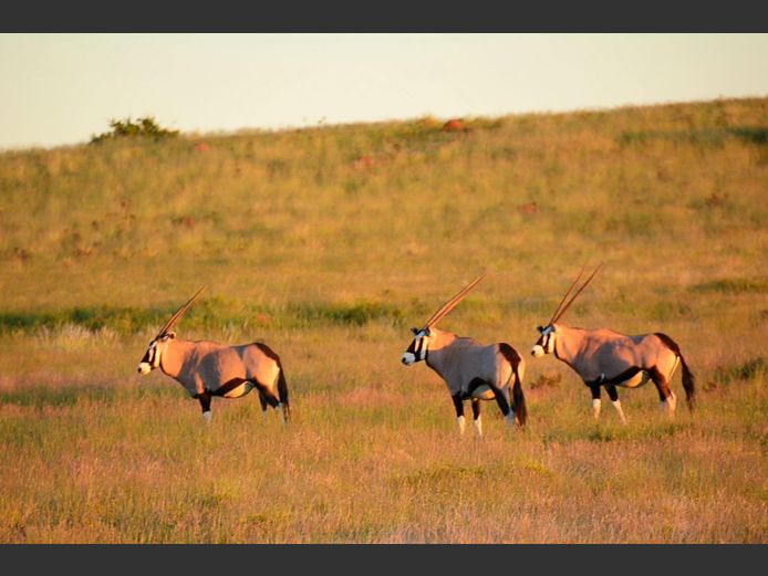 Gemsbok | Weltevrede (J Marx)