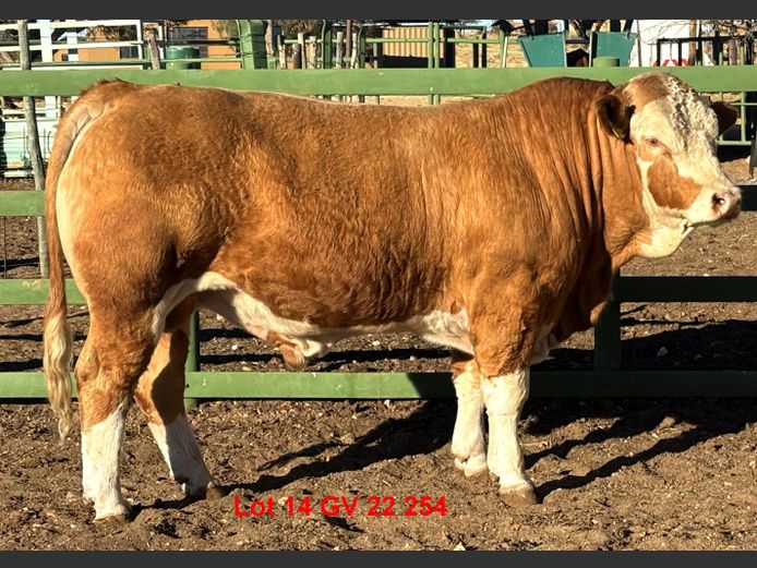 GV22254 | VOIGTLAND SIMMENTALER