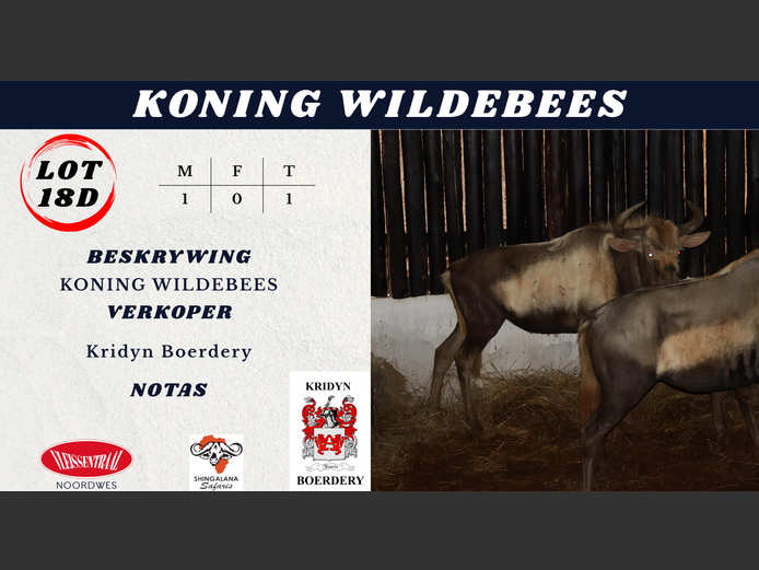 KONING WILDEBEES
