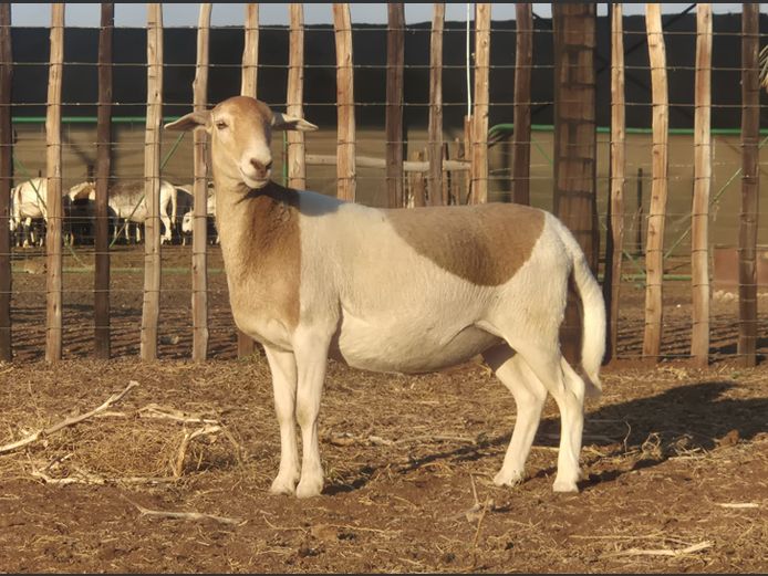 Vellie 3 | Vellies Boerdery