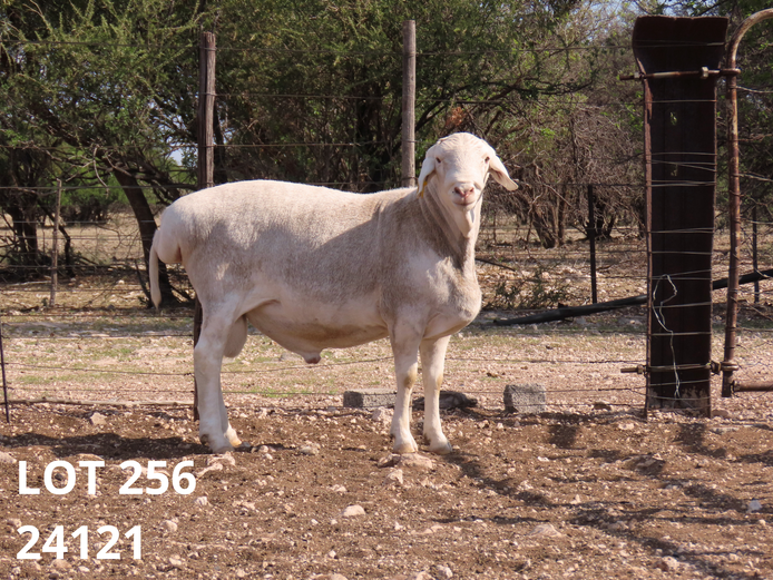 24121 | Petrus Ludwick