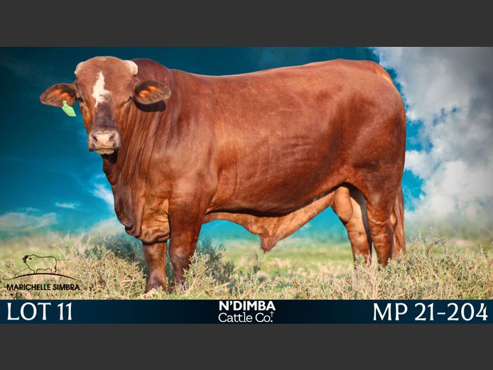 MP21204