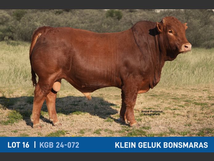 KGB240067 | KLEIN GELUK BONSMARAS