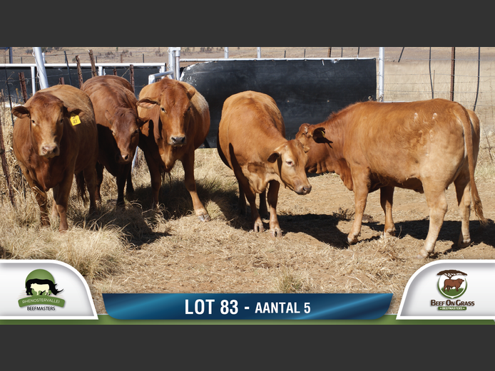 Commercial Animls | RHENOSTERVALLEI & BEEF ON GRASS