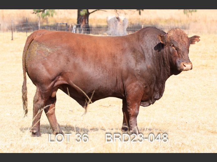 BRD 230048 | DIEPFONTEIN TRUST