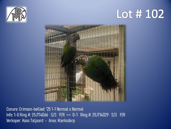 1-1 '25 Conure: Crimson-bellied: Normal x Normal - Koos Taljaard