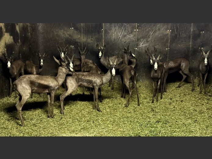 Swart Springbok Ramme