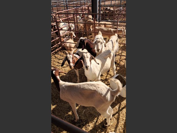 BOERBOK | NAZARDI BOERDERY