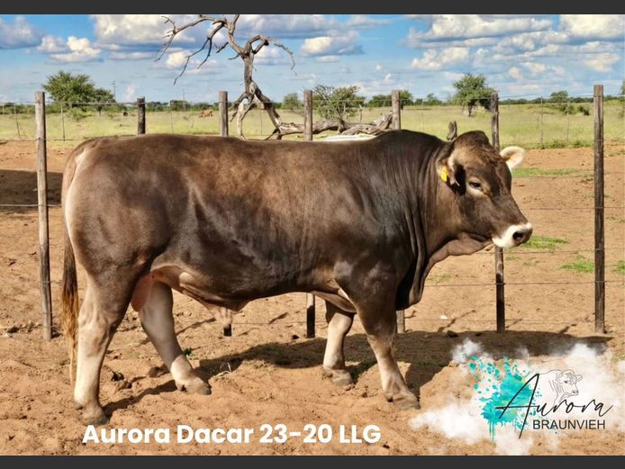 23-0020LLG | AURORA BRAUNVIEH STOET