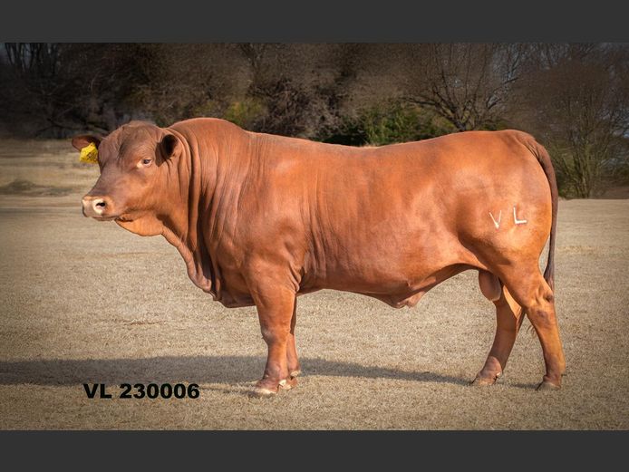VL 230006 | T.D.J. VLOTMAN