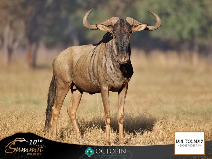 32 2/8" Blue Wildebeest Bull