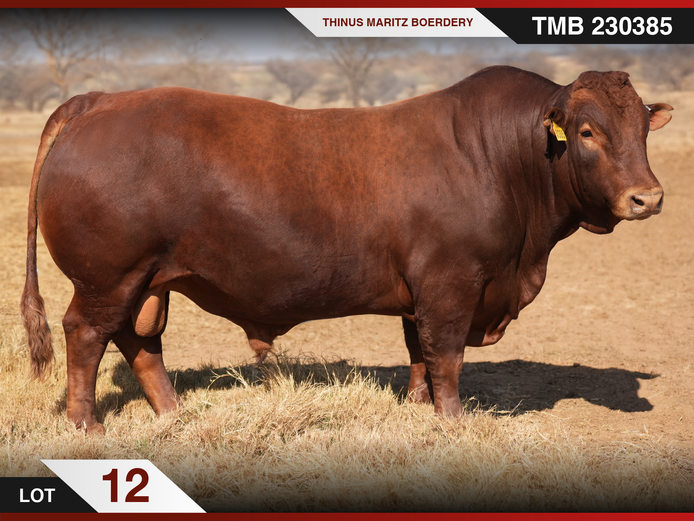 TMB 230385 HH(c) | THINUS MARITZ BOERDERY