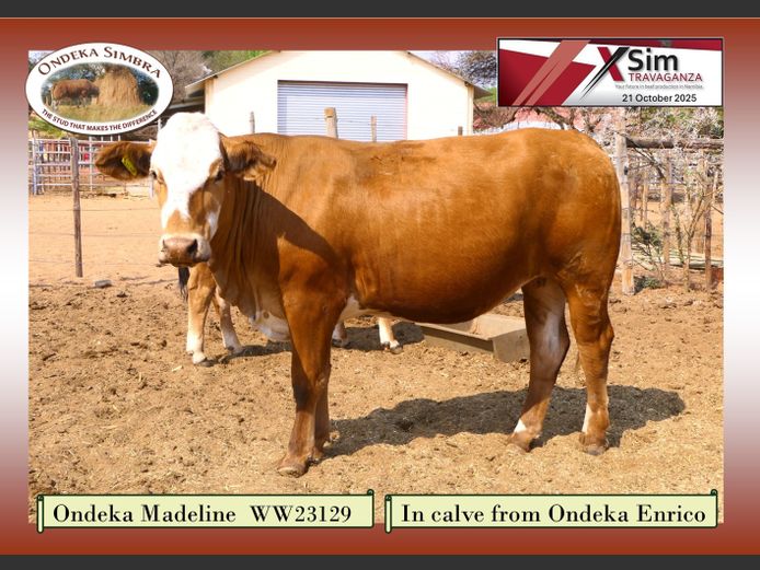 WW23129 | ONDEKA SIMBRA