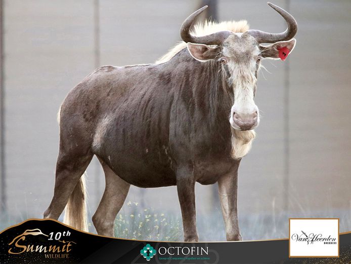 21 2/8" King Wildebeest Cow