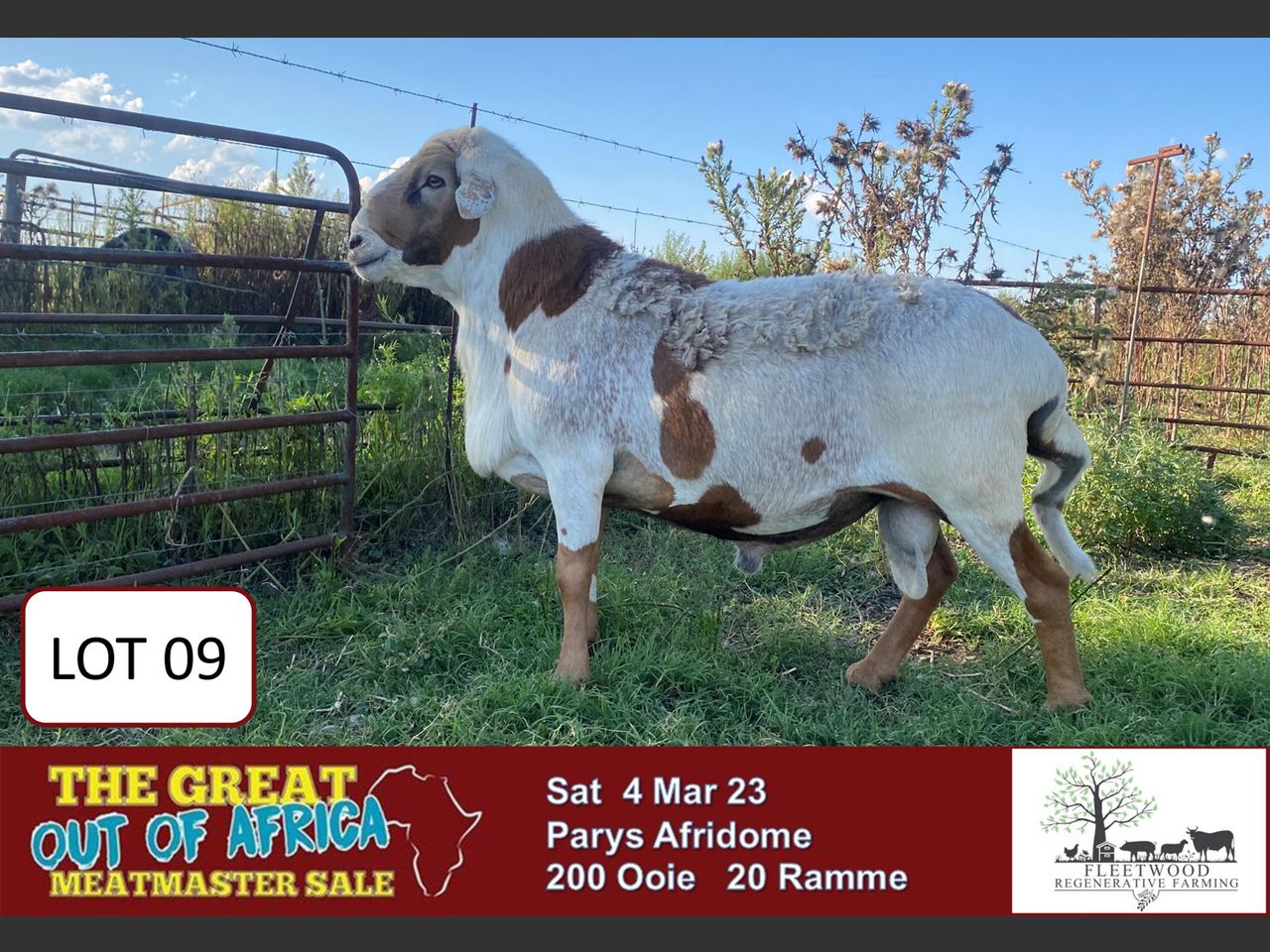 Lot 9 | THE GREAT OUT OF AFRICA MEATMASTER SALE | SwiftVEE | South ...