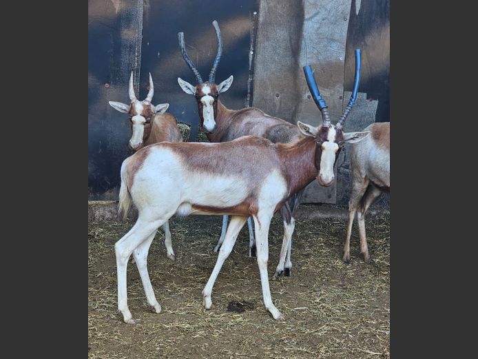 SADDLEBACK
BLESBOK | NOVO VIVO