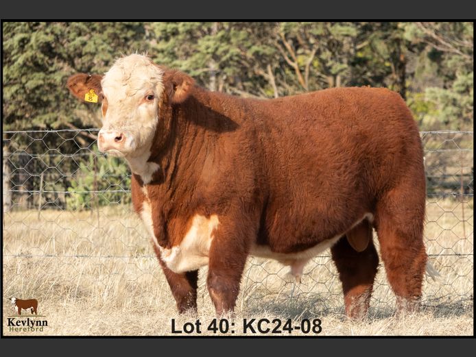 KC240008 PcPc