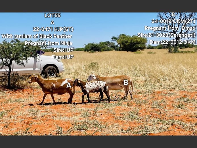 22-0471HJP | 24-0019OKM 