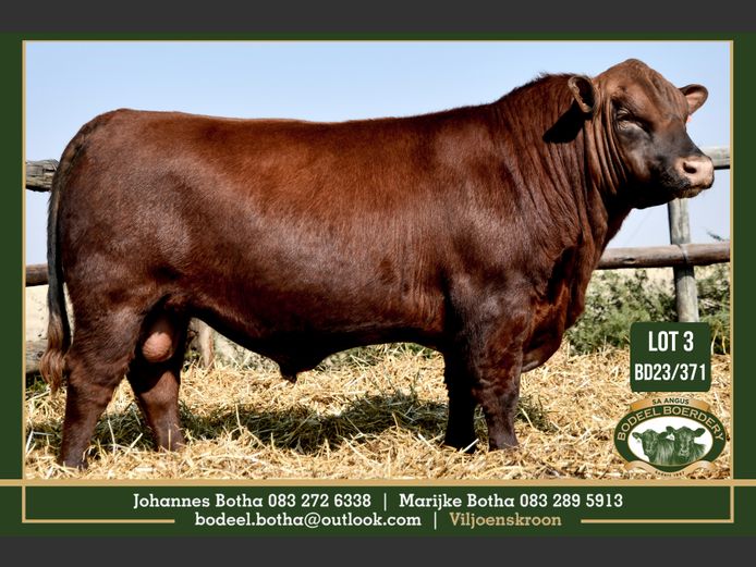 BD 230371 | BODEEL BOERDERY