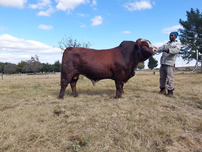 ZM20705C | ZIMEYER BOERDERY 