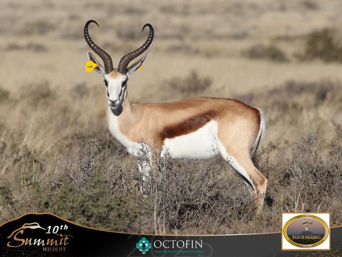 20" Springbok Ram