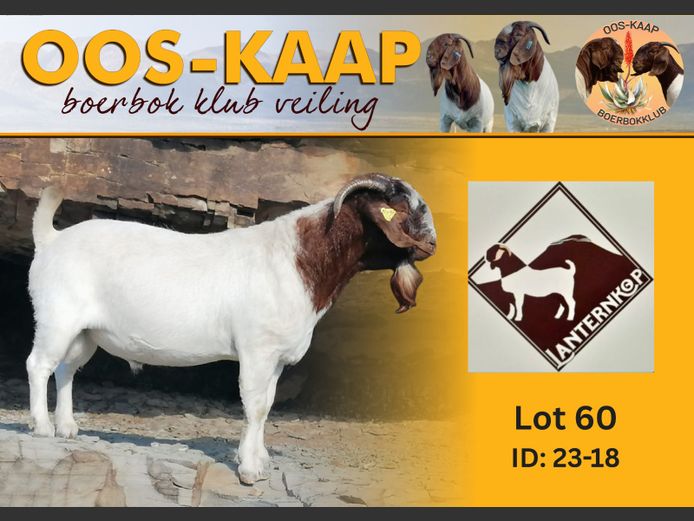 23-18 | Josef van Dyk