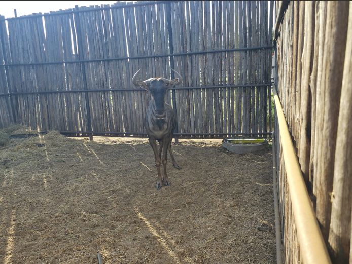 BLOUWILDEBEES | HANLEY