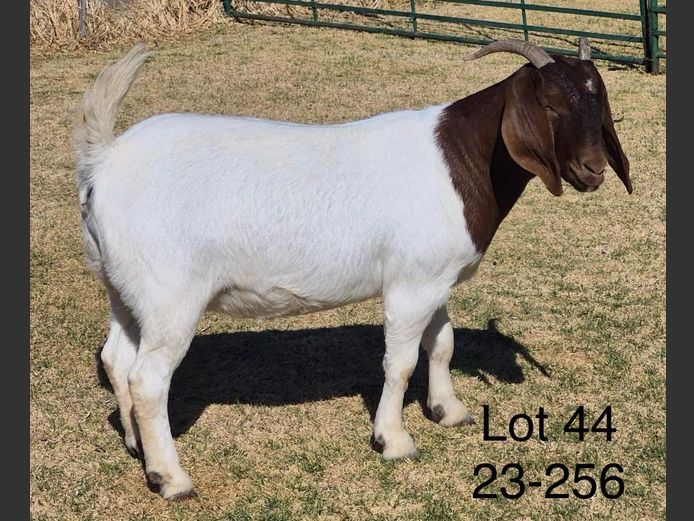 230256 | DU PREEZKRAAL