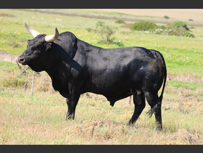 EX 220018 HH | EXSTEEN NGUNI’S & SANGA‘S