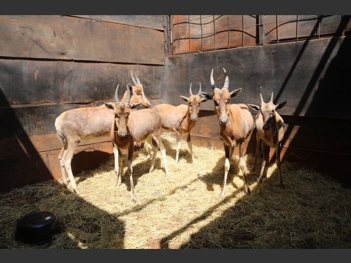 Blesbok Lammers
