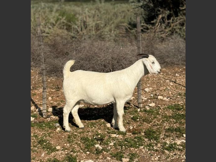 S67 25 0017 | MNR. G. KORB