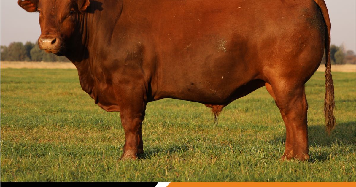 Lot 10 | OPTIMUM CATTLE COMPANY 9DE PRODUKSIEVEILING | SwiftVEE | South ...