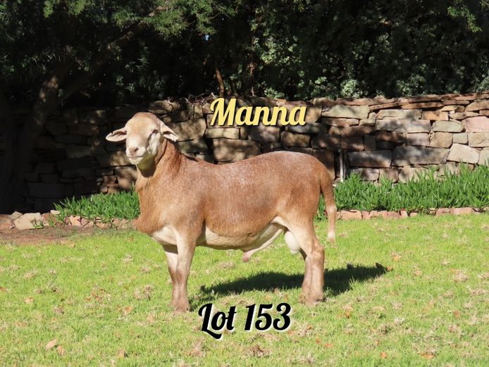 403 | Manna